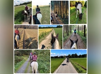 Duitse rijpony, Merrie, 13 Jaar, 148 cm, Gevlekt-paard