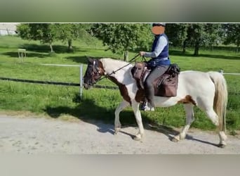 Duitse rijpony, Merrie, 13 Jaar, 148 cm, Gevlekt-paard