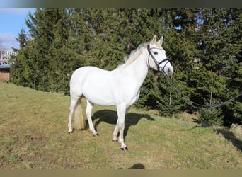 Duitse rijpony, Merrie, 13 Jaar, 148 cm, Schimmel