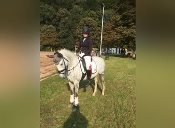 Duitse rijpony, Merrie, 13 Jaar, 148 cm, Schimmel