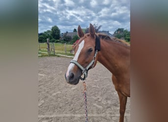 Duitse rijpony, Merrie, 13 Jaar, 148 cm, Vos