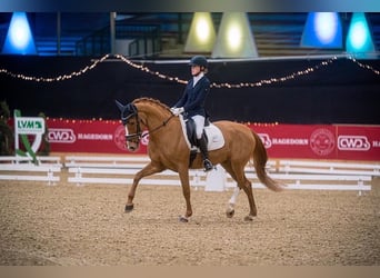 Duitse rijpony, Merrie, 13 Jaar, 148 cm, Vos