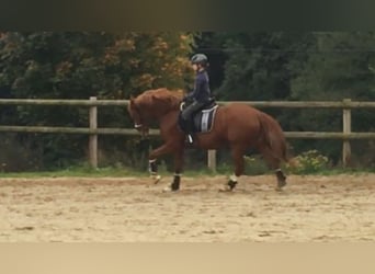 Duitse rijpony, Merrie, 13 Jaar, 148 cm, Vos