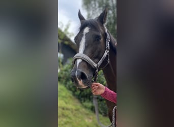 Duitse rijpony, Merrie, 13 Jaar, 148 cm, Zwartbruin