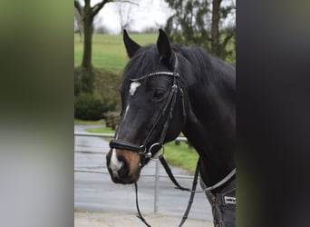 Duitse rijpony, Merrie, 13 Jaar, 150 cm, Donkerbruin