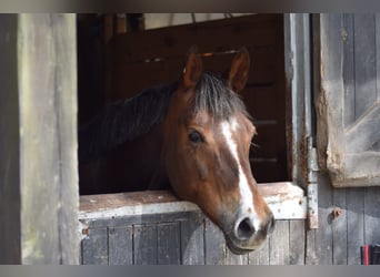 Duitse rijpony, Merrie, 13 Jaar, 150 cm, Donkere-vos