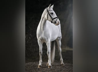 Duitse rijpony, Merrie, 13 Jaar, 157 cm, Schimmel