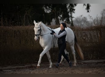 Duitse rijpony, Merrie, 13 Jaar, 157 cm, Schimmel