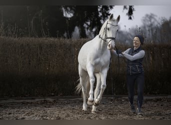 Duitse rijpony, Merrie, 13 Jaar, 157 cm, Schimmel