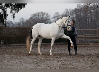 Duitse rijpony, Merrie, 13 Jaar, 157 cm, Schimmel