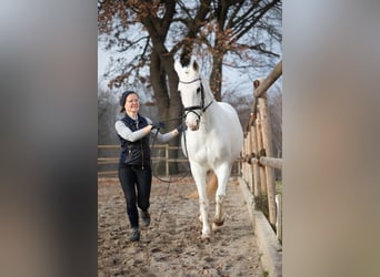 Duitse rijpony, Merrie, 13 Jaar, 157 cm, Schimmel