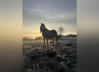 Duitse rijpony Mix, Merrie, 14 Jaar, 133 cm, Rood schimmel