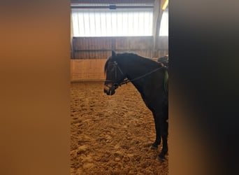 Duitse rijpony, Merrie, 14 Jaar, 140 cm, Donkerbruin