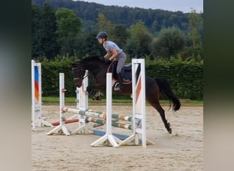 Duitse rijpony, Merrie, 14 Jaar, 142 cm, Donkerbruin