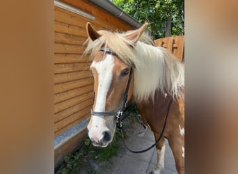 Duitse rijpony Mix, Merrie, 14 Jaar, 142 cm, Gevlekt-paard