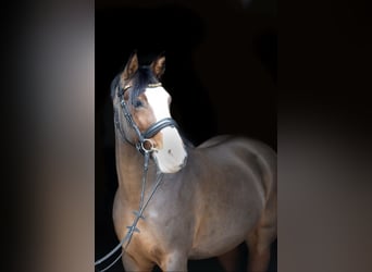 Duitse rijpony, Merrie, 14 Jaar, 142 cm, Zwartbruin