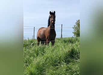 Duitse rijpony, Merrie, 14 Jaar, 144 cm, Bruin