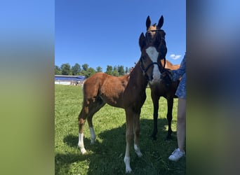 Duitse rijpony, Merrie, 14 Jaar, 144 cm, Bruin