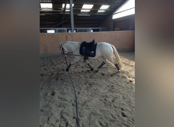 Duitse rijpony, Merrie, 14 Jaar, 144 cm, Cremello