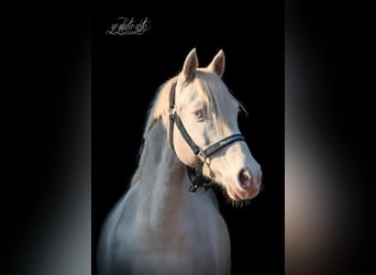 Duitse rijpony, Merrie, 14 Jaar, 144 cm, Cremello