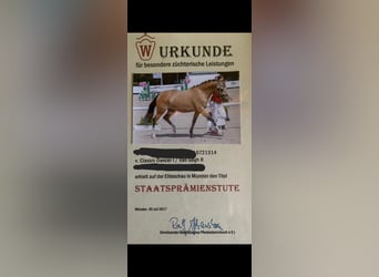 Duitse rijpony, Merrie, 14 Jaar, 144 cm, Falbe