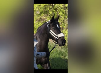 Duitse rijpony, Merrie, 14 Jaar, 144 cm, Zwart
