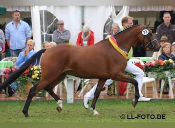 Duitse rijpony, Merrie, 14 Jaar, 145 cm, Donkerbruin