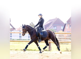 Duitse rijpony, Merrie, 14 Jaar, 145 cm, Donkere-vos
