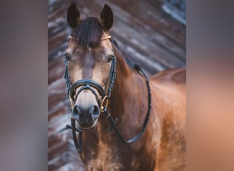 Duitse rijpony, Merrie, 14 Jaar, 145 cm, Falbe