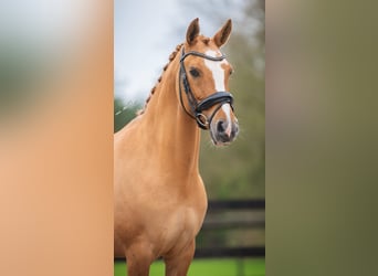 Duitse rijpony, Merrie, 14 Jaar, 145 cm, Palomino