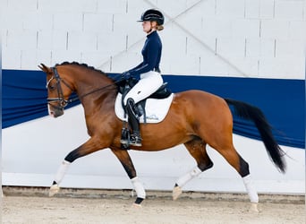 Duitse rijpony, Merrie, 14 Jaar, 146 cm, Bruin