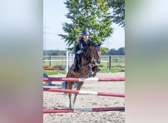 Duitse rijpony, Merrie, 14 Jaar, 146 cm, Bruin