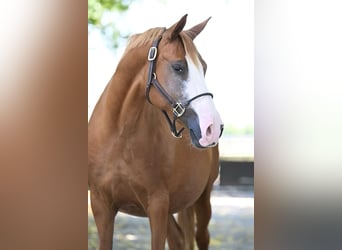 Duitse rijpony, Merrie, 14 Jaar, 146 cm, Vos