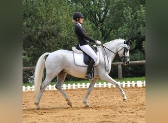 Duitse rijpony, Merrie, 14 Jaar, 147 cm, Vliegenschimmel