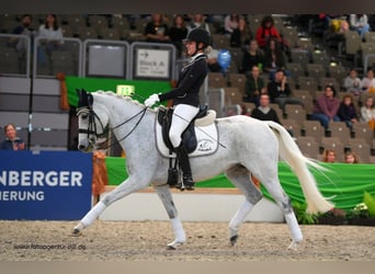 Duitse rijpony, Merrie, 14 Jaar, 147 cm, Vliegenschimmel