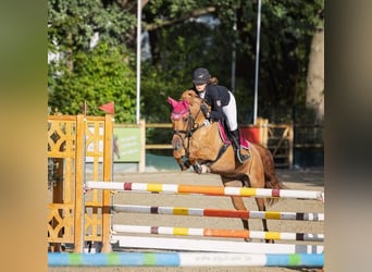 Duitse rijpony, Merrie, 14 Jaar, 147 cm, Vos