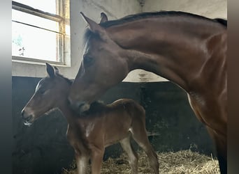 Duitse rijpony, Merrie, 14 Jaar, 148 cm, Bruin