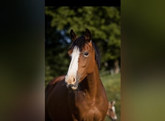 Duitse rijpony, Merrie, 14 Jaar, 148 cm, Bruin