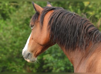 Duitse rijpony, Merrie, 14 Jaar, 148 cm, Bruin