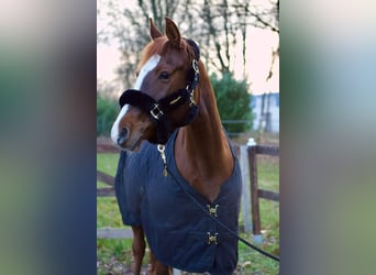 Duitse rijpony, Merrie, 14 Jaar, 148 cm, Donkere-vos