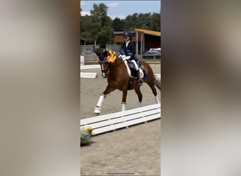 Duitse rijpony, Merrie, 14 Jaar, 148 cm, Vos