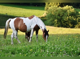 Duitse rijpony, Merrie, 14 Jaar, 149 cm, Tovereo-alle-kleuren