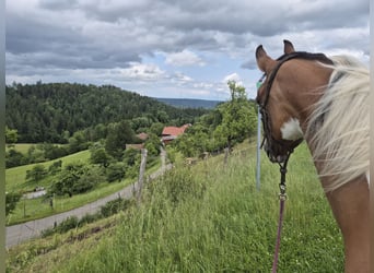 Duitse rijpony, Merrie, 14 Jaar, 149 cm, Tovereo-alle-kleuren