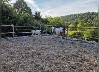 Duitse rijpony, Merrie, 14 Jaar, 149 cm, Tovereo-alle-kleuren