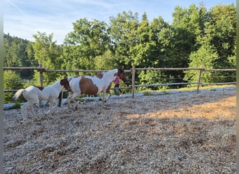 Duitse rijpony, Merrie, 14 Jaar, 149 cm, Tovereo-alle-kleuren