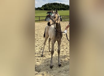 Duitse rijpony, Merrie, 14 Jaar, 150 cm, Palomino