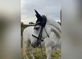 Duitse rijpony, Merrie, 14 Jaar, 154 cm, Schimmel