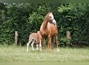 Duitse rijpony, Merrie, 14 Jaar, Palomino