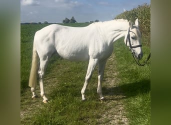 Duitse rijpony, Merrie, 15 Jaar, 140 cm, Schimmel