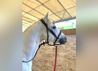 Duitse rijpony, Merrie, 15 Jaar, 140 cm, Schimmel